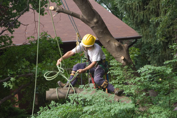 Best Tree Fertilization  in Peculiar, MO